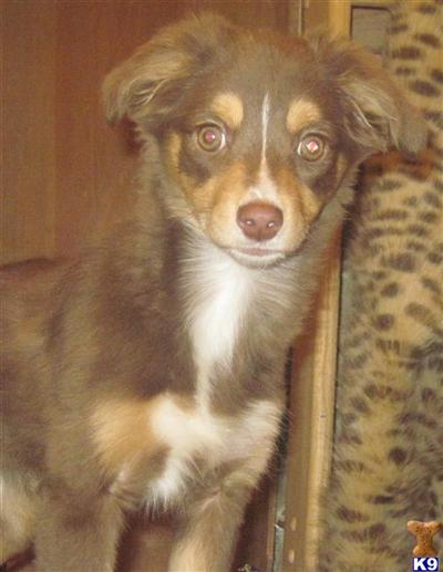 Miniature Australian Shepherd Puppies for Sale